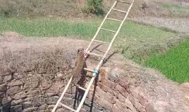 CG में कुए के अंदर गिर गया तेंदुआ.... रेस्क्यू के बाद सीढ़ी चढ़कर आया ऊपर तेंदुआ..... पढ़िए पूरी खबर...