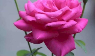 Good Morning: अपने आप से सुबह को कैसे बनाएं 'गुड मॉर्निंग' जानें हेल्पफुल टिप्स..