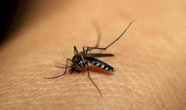 मच्छर के काटने से बचने का इससे आसान तरीका नहीं जानते होंगे आप..