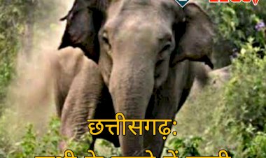 CG- हाथी के हमले में बच्ची की मौत: जंगल में महुआ के फूल लेने गई थी बच्ची.... जंगली हाथी ने कुचलकर मार डाला.... वन विभाग के अफसर बोले ये.....