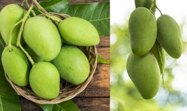 'फलों के राजा' को 'जेड प्लस' सिक्योरिटी: आम तोड़ना तो दूर की बात.... पत्थर मारने में भी कांप रहे लोग.... सोशल मीडिया पर वायरल हुई तस्वीर.... CG के रिटायर्ड IPS ने किया शेयर....