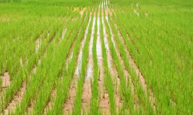 Dhamtari CG: धान की दोनों फसल लेकर जमींन की उर्वरक शक्ति कम हो गई है इसलिए फसल चक्र है जरूरी.