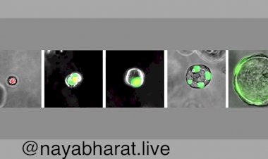 New Body Part: इंसान के शरीर में नया अंग मिला…इस सिस्टम को रखता है दुरुस्त…जानें क्या करता है काम?
