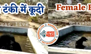 CG- मादा भालू और दो शावक टंकी में कूदे VIDEO: भीषण गर्मी में काफी देर तक पानी में भालू फैमिली की मस्ती.... लगी भीड़… फिर जो हुआ.... देखें अनोखा दृश्य VIDEO में......