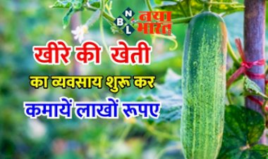 Business Ideas in Cucumber Farming: सिर्फ एक लाख लगाकर खीरे की खेती में कमाए लाखों रुपए ! शुरू करें यह सुपरहिट बिजनेस, जानिए क्या है तरीका