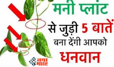 Money Plant Mistakes: मनीप्लांट से जुड़ी ये 5 बाते बना देंगी आपको धनवान  ! जाने कैसे….