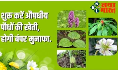 Farming Business: शुरू करे औषधीय पौधों की खेती ! हर महीने होगा बंपर मुनाफा, अच्छे मुनाफे से किसानों का बढ़ा रूझान…