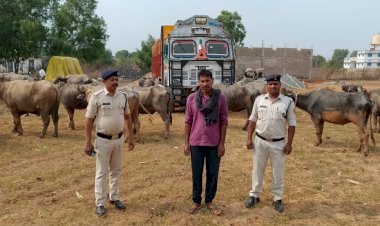 खड़गवां पुलिस ने मवेशियों से भरे ट्रक को पकड़ा... 2 लाख 80 हजार रूपये कीमत के 28 रास भैंस-भैंसा जप्त, 1 गिरफ्तार..