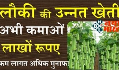 Farming Business Ideas : शुरू करें लौकी की खेती और कमाए हर महीने लाखों, जानिए इसकी खेती संबंधित पूरी जानकारी.
