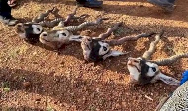 गुना आरोन एमपी हादसा : बारातियों को काला हिरण का मांस खिलाने के प्रयास में पुलिस और शिकारी के बीच मुठभेड़ में पुलिस के तीन शहीद और एक शिकारी की मौत हो गई.