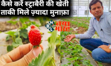 Strawberry Cultivation: जानें कब और कैसे करें स्ट्रॉबेरी की फसल, सिर्फ 40 दिनों में देगी तगड़ा मुनाफा.