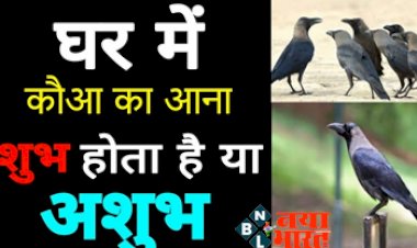 crow in the house : आपके घर में कौए का आगमन, जानें क्या संकेत देता हैं?