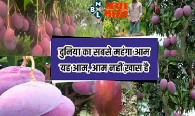 World Most expensive Mango: ये है दुनिया का सबसे महंगा आम; यह आम, आम नही खास है, जानिए इनकी कीमत.