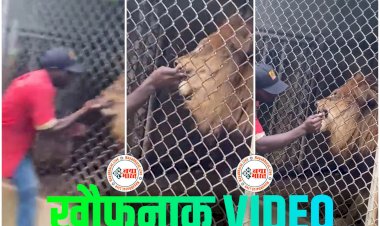 खौफनाक VIDEO: शेर के साथ मसखरी करना पड़ा भारी.... पिंजरे में हाथ डालने की गुस्ताखी.... देखते ही देखते शेर चबा गया अंगुली.... फिर जो हुआ.... देखें रूह कंपा देने वाला वीडियो......