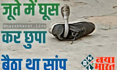 CG- जूते में नाग VIDEO: जूते में घुसकर छुपा बैठा था नाग.... नाग राज ने अचानक निकला फन.... पहनने गया युवक बाल-बाल बचा.... फिर जो हुआ.... देखें वीडियो......