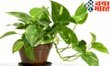Money Plant Tricks: मनी प्लांट का ये उपाय है बेहद चमत्कारी, करते ही दिखता है असर, धन से भर जाती है तिजोरी.
