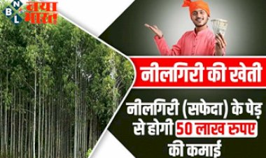 Neelgiri Farming: सिर्फ 5 साल की खेती कर किसान हो जाएंगे मालामाल, नीलगिरी के पेड़ से होगी 50 लाख रुपए तक की कमाई.