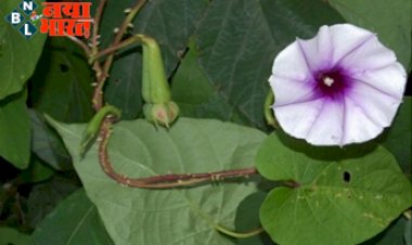 Lucky Plants: धन-पैसा-संपत्ति पाने के लिए घर में लगाएं ये पौधें, रातोंरात च चमक उठेगी किस्मत!