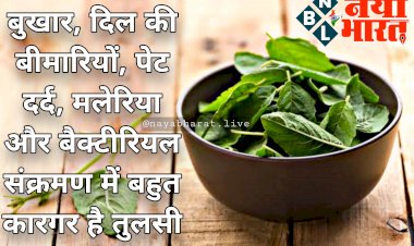 Queen of Herbs, Basil: बुखार, दिल की बीमारियों, पेट दर्द, मलेरिया और बैक्टीरियल संक्रमण में बहुत कारगर है तुलसी.... इम्युनिटी को करता है मजबूत.... पढ़िए फायदे.....