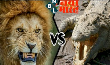 VIDEO: मगरमच्छ से अकेला नहीं जीत पाया शेर, तो दो और साथियों को बुलाया, बड़े खतरे के बावजूद अकेला लड़ता रहा मगरमच्छ , एक के बाद एक शेर ने किया हमला ,अंजाम देखकर सब हैरान,देखे विडियो….