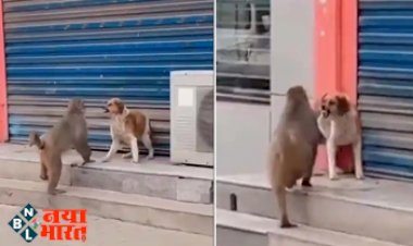 Monkey and Dog Dadagiri : आराम फरमा रहे कुत्ते पर बंदर ने दिखाई अपनी दादागिरी, देखिए फिर क्या हुआ...