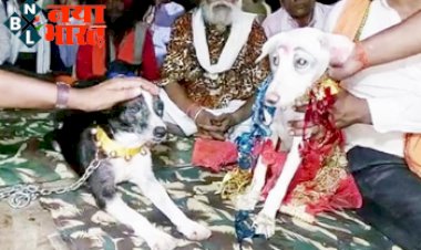 dog and bitch marriage: कुते और कुतिया की शादी में पहुंचे 100 बाराती, गाजे-बाजे के साथ धूमधाम से हुई शादी...