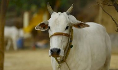 गाय गिरफ्तार: गाय पर लगा बच्चे की हत्या का आरोप.... गाय को पुलिस ने किया गिरफ्तार.... अब चलेगा मुकदमा.... जानें अनोखा मामला......