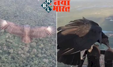 Watch: काले गिद्ध के साथ पैराग्लाइडिंग देख नेटिजन्स हुए हैरान, आप भी  देखोगे तो उड़ जायेंगे होश...