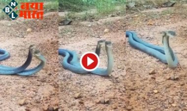 Snake meeting Video: प्रेम करते हुए कैमरे में कैद हुए नाग-नागिन, तभी अचानक दिखा हैरान करने वाला नजारा! यहा देखे पूरी विडियो...