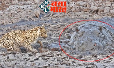 VIDEO: खूंखार शिकारी तेंदुआ कीचड़ में छुपे हिप्पो पर चढ़कर करने लगा शिकार...उसके बाद जो हुआ उसे देख सभी रह गये सन्न...