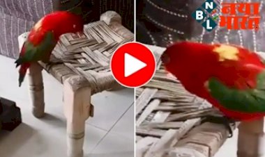 Talking parrot : तोते ने अपने मजेदार आवाज में कहा- 'मम्मी', इंटरनेट में खूब छाया ये विडियो...
