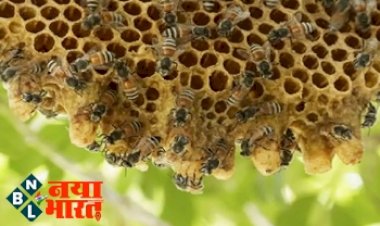 Vastu Tips For Honeycomb: जिस घर में मधुमक्खियों ने बना लिया है अपना छत्ता, वहां परिवार में मच जाती है तबाही...