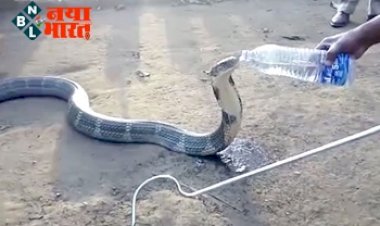 water given to king cobra : प्यास से तड़प रहा था खतरनाक किंग कोबरा…फिर जो हुआ…युवक ने डरते -डरते बोतल से पिलाया पानी, देखे दिलदहला देने वाला ये विडियो….