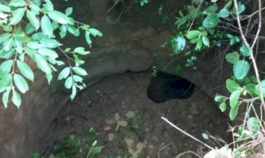 ग्राम कठमुंडा में मादा भालू बच्चे सहित जामुन खाने पहुंचे मोहल्ले में गिरा कुएं में,निकला सीढ़ी के माध्यम से बाहर।