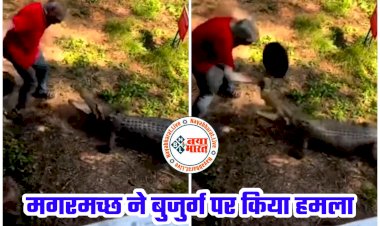 Dangerous Crocodile Attack Video: मगरमच्छ ने बुजुर्ग पर किया हमला.... बुजुर्ग ने किया ये.... दंग रह गए लोग.... देखें वीडियो.....