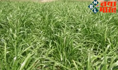 Animal Fodder:पशुओं को खिलाइए ये घास, 20-25 प्रतिशत तक बढ़ जाएगा दूध उत्पादन, जानिए खासियत...