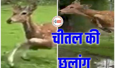 CG- चीतल की छलांग VIDEO: बीच सड़क दिखा उड़ता हुआ चीतल!... अचानक खेत की तरफ से आया चीतल... भीड़भाड़ वाली सड़क पर लोगों के ऊपर से लगाया छलांग... देख दंग रह गए लोग... देखें वीडियो में रोमांचक नजारा.....