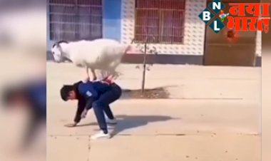Viral Video: बकरे ने जो सोचा, कर दिया उससे बिल्कुल उल्टा काम, देखें वायरल वीडियो...