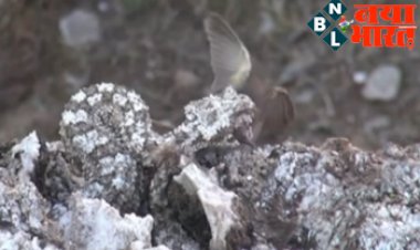 Snake Video Viral : बाज को दबोचने, सांप ने बिछाया ऐसा जाल कि जिसने देखा उसके उड़े होश...