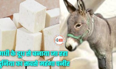 World's Most Expensive Paneer: गधी के दूध से बनाया जा रहा दुनिया का सबसे महंगा पनीर, कीमत जान रह जाएंगे दंग, जानें आखिर क्यों महंगा है गधी के दूध का पनीर?.....