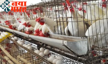 Chicken Egg Rate: अंडे -मुर्गियों के दामो में हुई बढ़ोतरी ! 20-25 रुपये तक बढ़े चिकन के दाम, अंडा भी 7 रुपये तक पहुंचा...