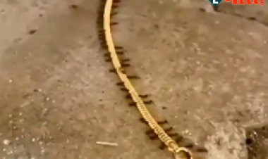 Viral Video: चींटियों ने किया ऐसा कारनामा जिसे पूरी दुनिया रह गयी हैरान, देखें वीडियो...
