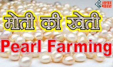 Business Ideas :शुरू करें मोती की खेती सिर्फ 25 हज़ार रुपए में, होगी बंपर कमाई! सरकार देगी सब्सिडी....