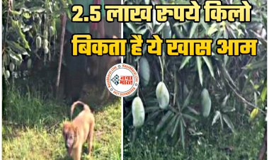 Amazing Mango: 2.5 लाख रुपये किलो बिकता है ये खास आम... 12 खूंखार कुत्ते करते हैं रखवाली... आम की लगभग हैं 52 किस्में... जानें कहां मिल रहा ये गजब का आम....
