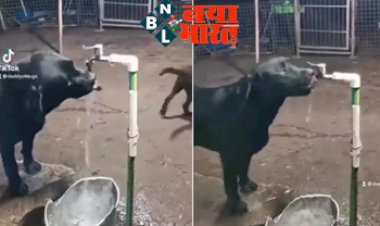 The dog told the 'price' of water : IPS ने वीडियो शेयर कर कहा- कुत्ते ने बताई पानी की 'कीमत', हम इंसान कब समझेंगे?