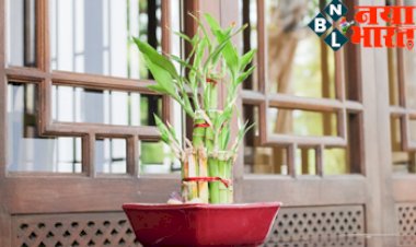 Lucky Plants: घर में Good Luck लेकर आते हैं ये पौधे, जानिए किस दिशा में लगाने से होगा फायदा...
