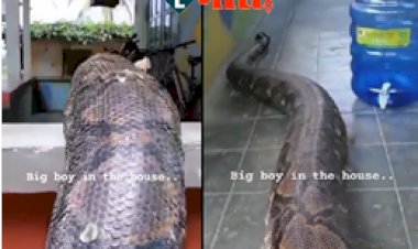 Azgar Ka Video: घर में चुपके से घुसा विशालकाय अजगर, घर वालों ने देखा तो रह गए दंग -  देखें वायरल वीडियो...