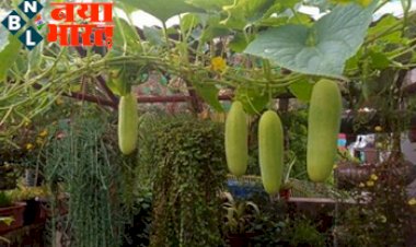 Organic Farming: आखिर कैसे बिना मिट्टी के घर की छत पर सब्जियां उगाती हैं यह महिला...जाने हैरान करने वाली पूरी जानकारी...