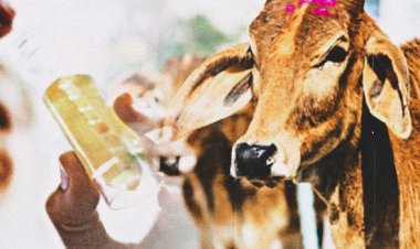 CG- 4 रूपए लीटर में गौ-मूत्र की खरीदी: हरेली तिहार से शुरू होगी गौठानों में गौ-मूत्र की खरीदी, गौ-मूत्र की खरीदी के लिए न्यूनतम राशि 4 रूपए लीटर प्रस्तावित....