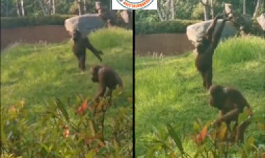 Viral Video: चिम्पांजी  का योगा करते विडियो सोशल मिडिया पर हो रहा जमकर वायरल, लोग बोले- अरे भैया, ये तो सूर्य नमस्कार है...